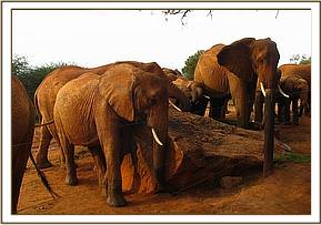 Laikipia receiving so much attention