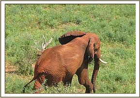 Laikipia spotted on his own
