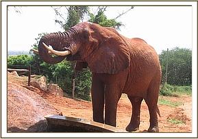 Laikipia visiting the stockades on his own