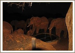 Emily's herd visiting very early morning