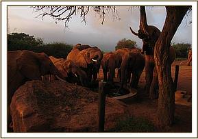 Emily's herd drinking at the stockade