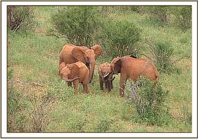 Sinya bringing Emma to greet Bada and Ndii