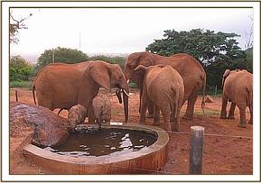 Sweet Sally, left and Thoma greeting Laikipia