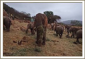 Lualeni with the orphans