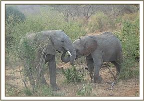 Orwa and Boromoko