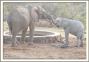 Tomboi and Laragai drinking water