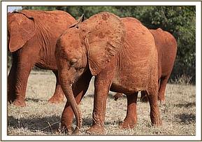 Little Maisha eating grass