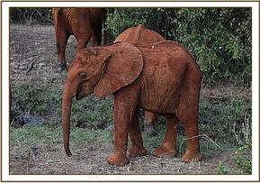 Little Kiasa