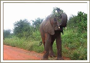 Mulika casting branches up