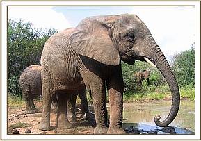 Yatta scoops mud with her trunk