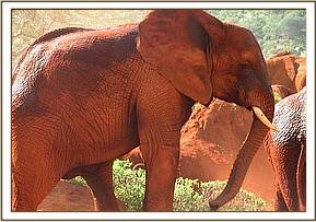 Laikipia