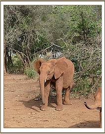 Kelelari out in the forest