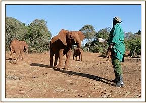 Kelelari coming for his milk bottle