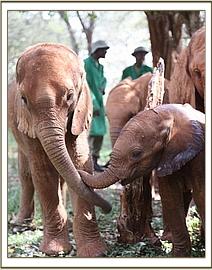 Orwa and Kithaka