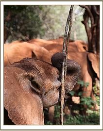 Orwa playing with a stick