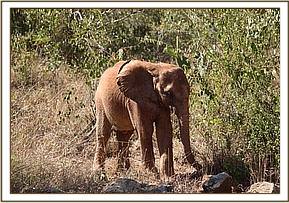 Orwa out in the bush