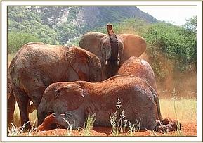 Olmalo on her belly while Yatta sniffs the air