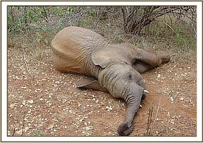 Napasha having a rest from all the fun and games