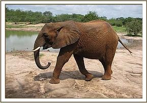 Napasha coming to the mudbath