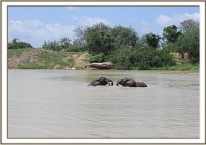 Madiba and Zurura wallowing