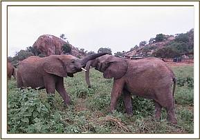 Ololoo and Orwa continue fighting