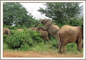 Ololoo climbing on Orwa