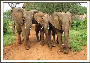 Mulika, Napasha & Wendi