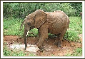 Taita