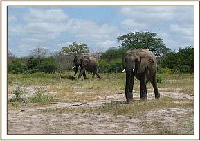 Wild bull & Napasha