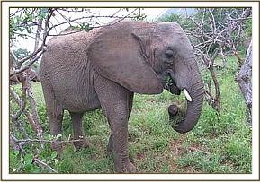 Naserian feeding