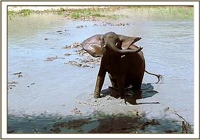 Yatta at the mudbath