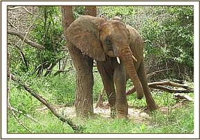 Madiba scratching