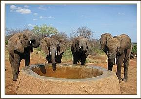 Sunyei, Galana, Madiba & Ndomot taking water