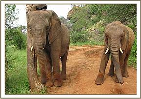 Mulika & Napasha