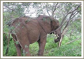 Mulika peels back off from acacia tree