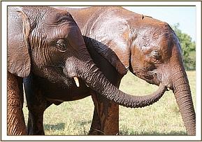 Arruba and Embu after their oiling