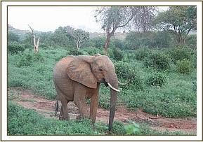 Yatta walking to mud bath