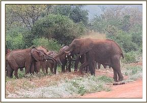 Lualeni enjoying a dust bath with the babies