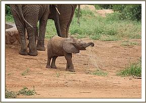 Wiva playing with a branch