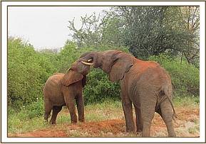 Orwa, behind, playing with Taita