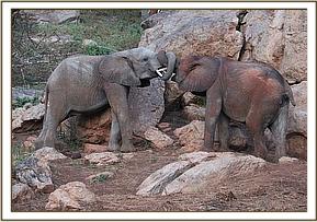 Orwa and Kanjoro entwining trunks
