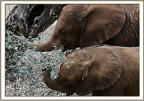 Makena and Lualeni browsing together