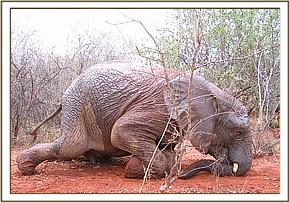 Taita playing