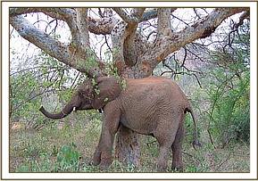 Taita scratching on a tree