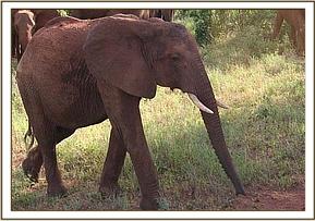 Laikipia moving away from the rest of the group