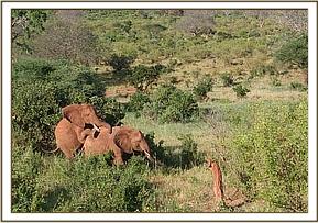 Laikipia mounting a wild cow