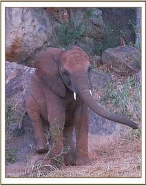 Orwa scratching