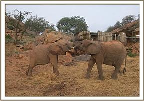 Orwa playing with Kilabasi