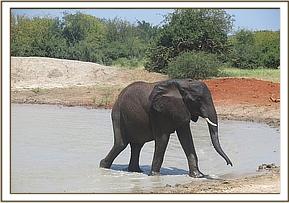 Mulika at mudath