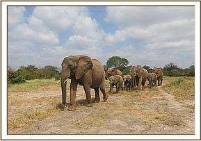 Mulika leading the ex orphans